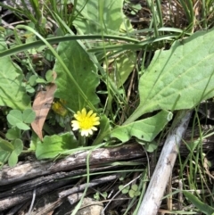 Cymbonotus sp. (preissianus or lawsonianus) at Dunlop, ACT - 4 Apr 2020