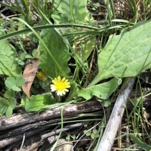 Cymbonotus sp. (preissianus or lawsonianus) at Dunlop, ACT - 4 Apr 2020