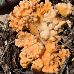 Ramaria sp. at Dunlop, ACT - 4 Apr 2020 02:42 PM