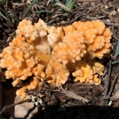 Ramaria sp. at Dunlop, ACT - 4 Apr 2020 02:42 PM