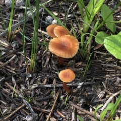 Laccaria sp. at Dunlop, ACT - 4 Apr 2020