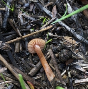 Laccaria sp. at Dunlop, ACT - 4 Apr 2020