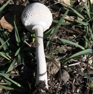 Macrolepiota dolichaula at Dunlop, ACT - 4 Apr 2020