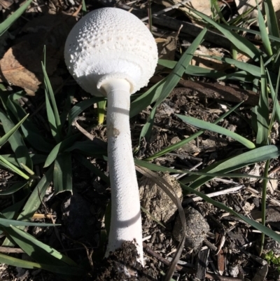 Macrolepiota dolichaula (Macrolepiota dolichaula) at Aranda Bushland - 4 Apr 2020 by Jubeyjubes