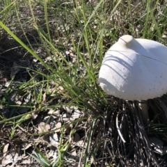 Macrolepiota dolichaula at Dunlop, ACT - 4 Apr 2020