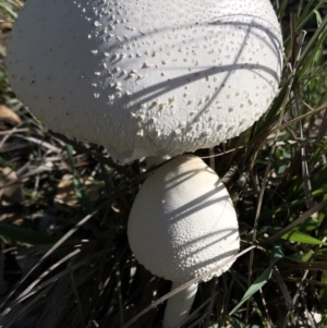 Macrolepiota dolichaula at Dunlop, ACT - 4 Apr 2020