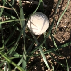 Unverified Fungus at Dunlop, ACT - 4 Apr 2020 by Jubeyjubes