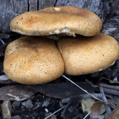 Gymnopilus junonius (Spectacular Rustgill) at Aranda, ACT - 4 Apr 2020 by Jubeyjubes