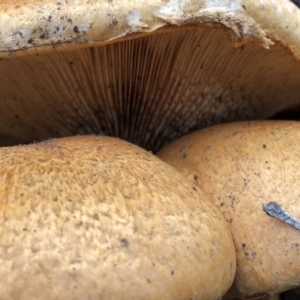 Gymnopilus junonius at Aranda, ACT - 4 Apr 2020