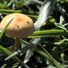 Unverified Fungus at Dunlop, ACT - 4 Apr 2020 by Jubeyjubes