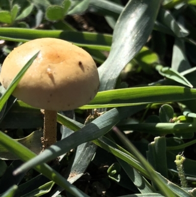 Unverified Fungus at Dunlop, ACT - 4 Apr 2020 by Jubeyjubes