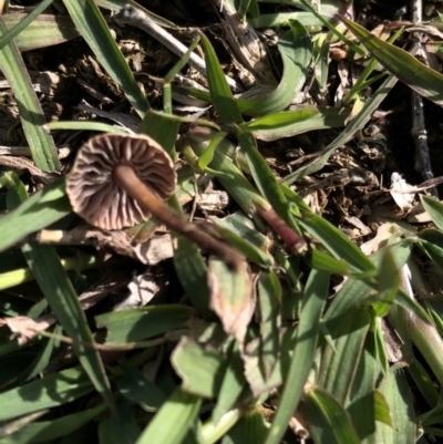 Unverified Fungus at Dunlop, ACT - 4 Apr 2020 by Jubeyjubes