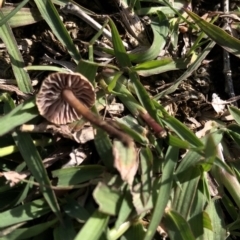 Unidentified Fungus at Dunlop, ACT - 4 Apr 2020 by Jubeyjubes