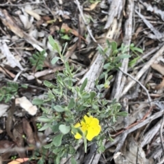 Hibbertia obtusifolia (Grey Guinea-flower) at Dunlop, ACT - 4 Apr 2020 by Jubeyjubes