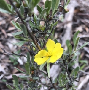 Hibbertia obtusifolia at Dunlop, ACT - 4 Apr 2020