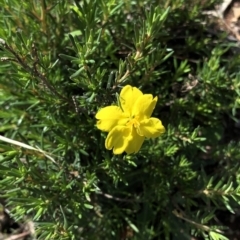 Hibbertia sp. (Guinea Flower) at Dunlop, ACT - 4 Apr 2020 by Jubeyjubes