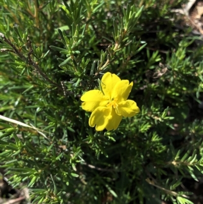 Hibbertia sp. (Guinea Flower) at Dunlop, ACT - 4 Apr 2020 by Jubeyjubes