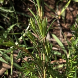 Hibbertia sp. at Dunlop, ACT - 4 Apr 2020