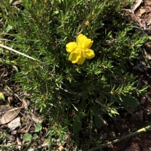 Hibbertia sp. at Dunlop, ACT - 4 Apr 2020 03:28 PM