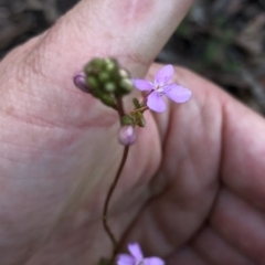 Stylidium graminifolium (grass triggerplant) at Aranda, ACT - 4 Apr 2020 by Jubeyjubes