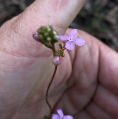 Stylidium graminifolium (Grass Triggerplant) at Aranda Bushland - 4 Apr 2020 by Jubeyjubes