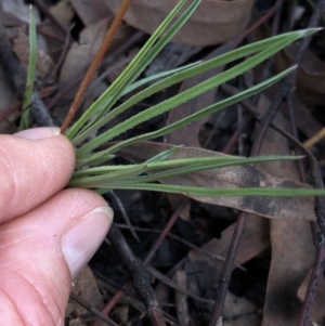 Stylidium graminifolium at Aranda, ACT - 4 Apr 2020