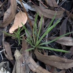 Stylidium graminifolium at Aranda, ACT - 4 Apr 2020