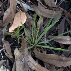 Stylidium graminifolium at Aranda, ACT - 4 Apr 2020