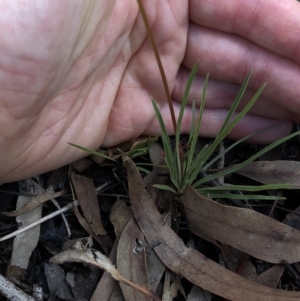 Stylidium graminifolium at Aranda, ACT - 4 Apr 2020