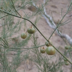 Asparagus officinalis (Asparagus) at Paddys River, ACT - 29 Dec 2019 by MichaelBedingfield