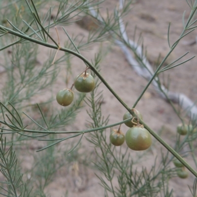 Asparagus officinalis (Asparagus) at Paddys River, ACT - 29 Dec 2019 by MichaelBedingfield