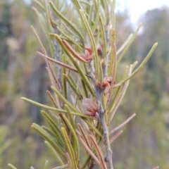 Bertya rosmarinifolia (Rosemary Bertya) at Paddys River, ACT - 29 Dec 2019 by MichaelBedingfield