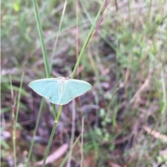 Chlorocoma dichloraria (Guenee's or Double-fringed Emerald) at Lower Boro, NSW - 6 Apr 2020 by mcleana