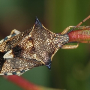 Oechalia schellenbergii at Dunlop, ACT - 5 Apr 2012