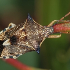 Oechalia schellenbergii (Spined Predatory Shield Bug) at Dunlop, ACT - 5 Apr 2012 by Bron