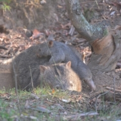 Vombatus ursinus (Common wombat, Bare-nosed Wombat) at Lower Boro, NSW - 20 Mar 2019 by mcleana