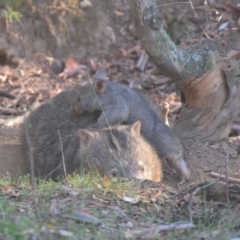 Vombatus ursinus (Common Wombat, Bare-nosed Wombat) at Lower Boro, NSW - 19 Mar 2019 by mcleana