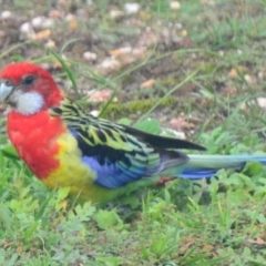 Platycercus eximius (Eastern Rosella) at Lower Boro, NSW - 2 Apr 2020 by mcleana