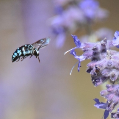 Thyreus caeruleopunctatus (Chequered cuckoo bee) at Lower Boro, NSW - 22 Feb 2019 by mcleana