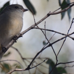 Pachycephala pectoralis (Golden Whistler) at Lower Boro, NSW - 12 Jul 2019 by mcleana