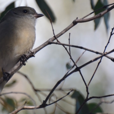 Pachycephala pectoralis (Golden Whistler) at Lower Boro, NSW - 13 Jul 2019 by mcleana
