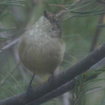 Acanthiza reguloides (Buff-rumped Thornbill) at Lower Boro, NSW - 2 Apr 2020 by mcleana