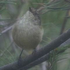 Acanthiza reguloides (Buff-rumped Thornbill) at Lower Boro, NSW - 1 Apr 2020 by mcleana
