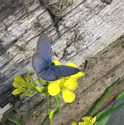 Zizina otis (Common Grass-Blue) at Lower Boro, NSW - 4 Apr 2020 by mcleana