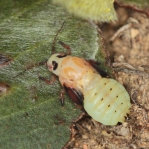 Creiis longipennis at Dunlop, ACT - 5 Apr 2012