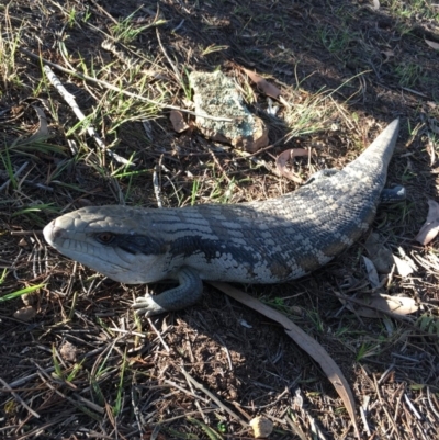 Tiliqua scincoides scincoides (Eastern Blue-tongue) at Lower Boro, NSW - 15 Oct 2019 by mcleana