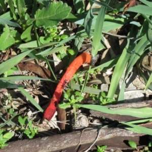 Phallus rubicundus at Symonston, ACT - 6 Apr 2020 09:55 AM