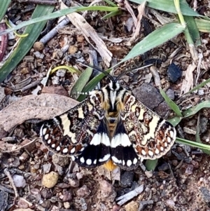 Apina callisto at Wright, ACT - 5 Apr 2020