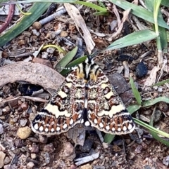 Apina callisto at Wright, ACT - 5 Apr 2020