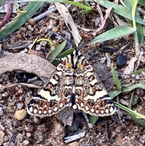 Apina callisto at Wright, ACT - 5 Apr 2020